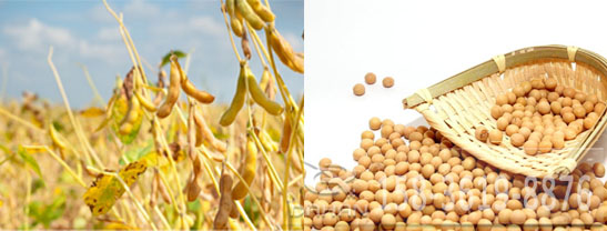 黃豆 黃豆